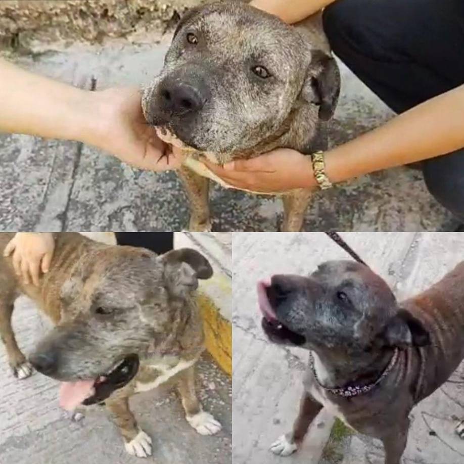 Y es que de acuerdo con información difundida en redes sociales, fue otro perro de la raza pitbull el responsable de salvarle la vida al menor de 5 años tras ser atacado por un perro de su misma raza. El canino ha sido denominado “Un héroe de cuatro patas” 