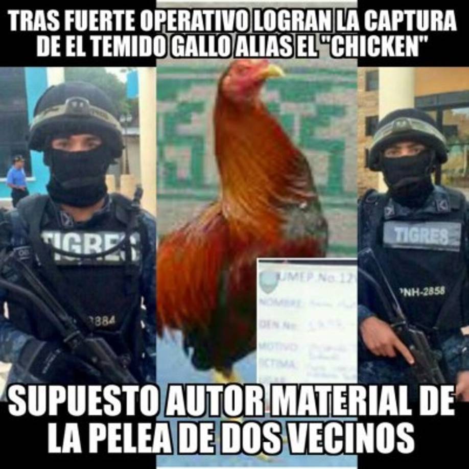 Un gallo provocó que dos vecinos de Trujillo, Colón, se amenazaran hasta la muerte.<br/>