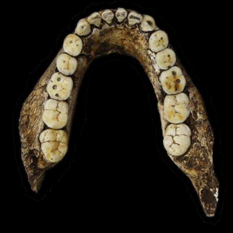 La mandíbula inferior de la nueva especie de homínido descubierta, el 'Homo Naledi'. EFE