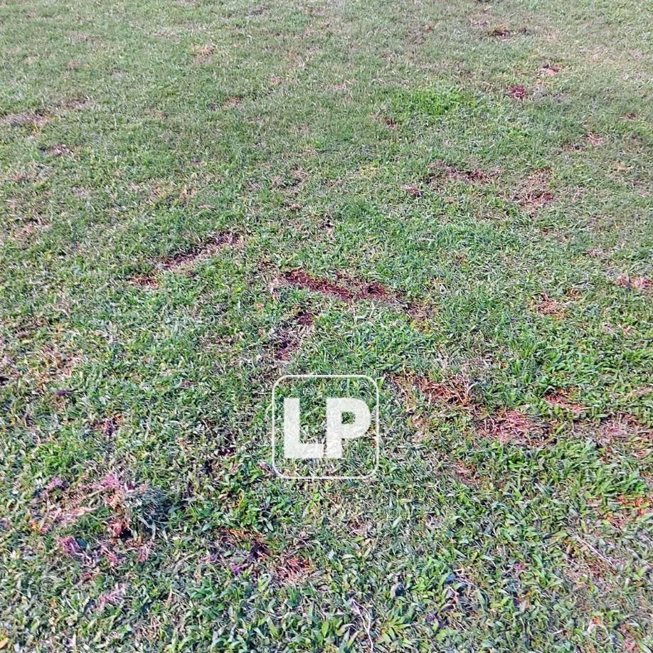 Así luce la cancha del estadio Morazán. Espantoso.