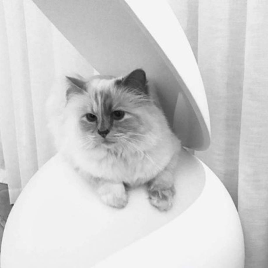 En el 2015 Choupette ganó 3 millones de euros gracias a una colaboración con una línea de cosméticos, así mismo por ser protagonista de un calendario para la marca de autos Opel Corsa.