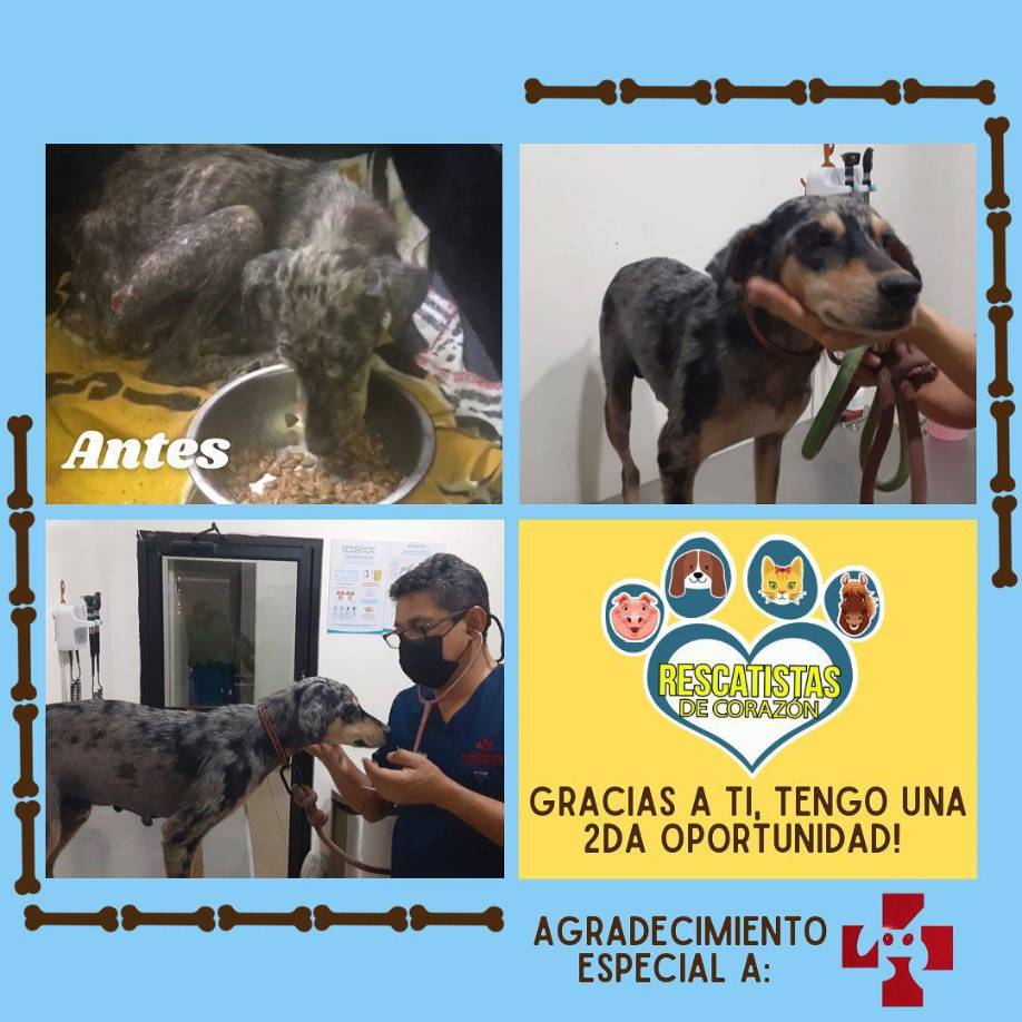 WHATSAPP: 9853-0895 / CORREO: recaudaciones@rescatistas.org