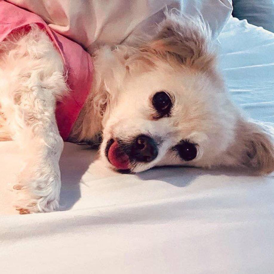 Renunciar a unos ingresos no era una opción para la joven de 29 años. De hecho, necesitaba ganar más dinero para pagar sus gastos mensuales: el auto, el alquiler de su apartamento de un dormitorio en Chicago, la comida y las facturas del veterinario de Addy (foto), su papillón chihuahua mexicano que adoptó hace ocho años.