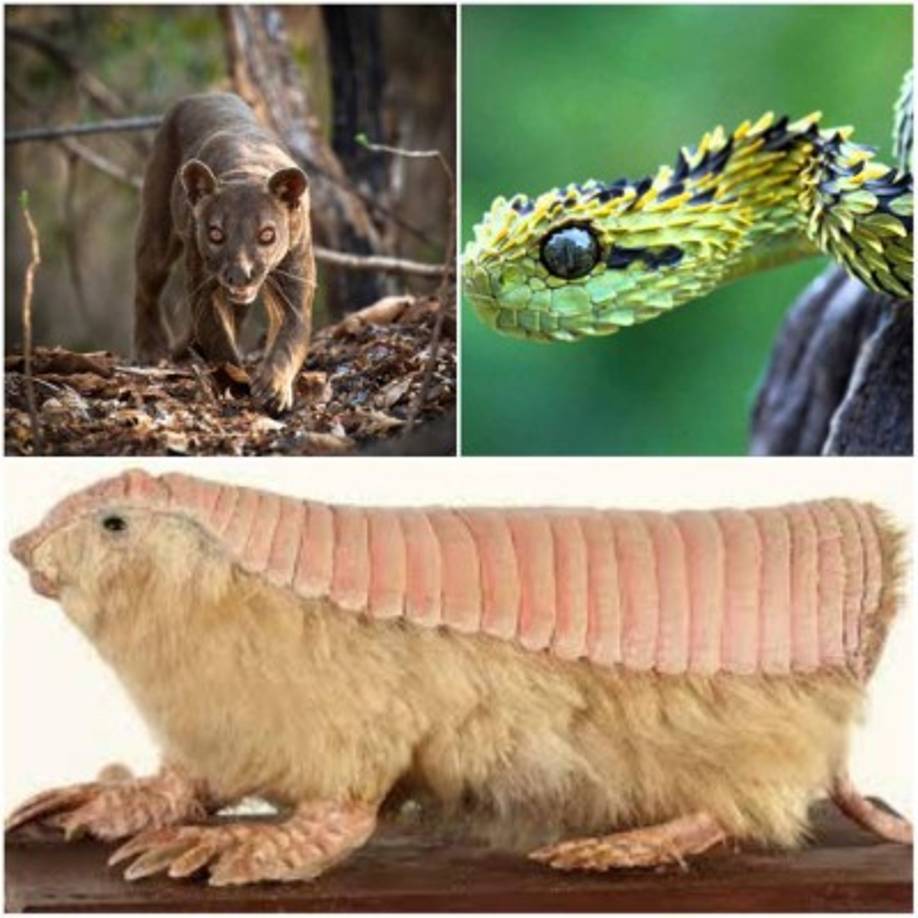 Algunos de estos animales se encuentran en estado crítico, es decir, cerca de la extinción.