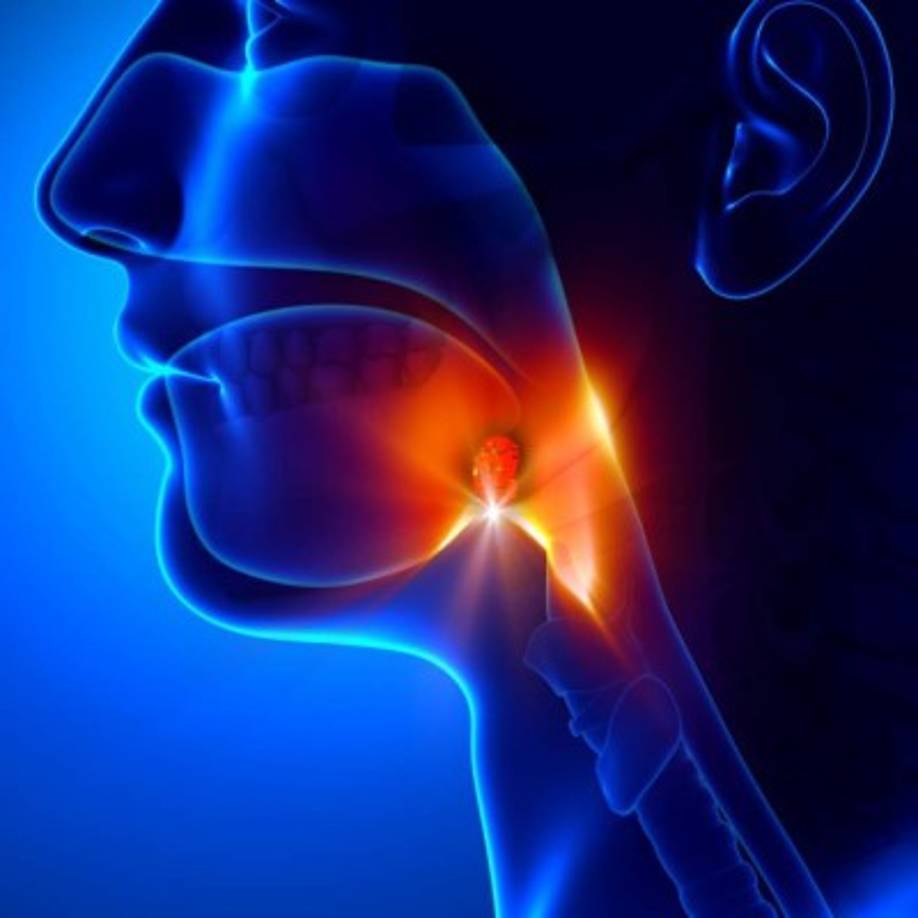 Amígdalas ► En la infancia a muchas personas se les extirpan las amígdalas, lo cual se considera como una cirugía común. Por eso se puede pensar que las amígdalas no son una parte del cuerpo importante, algo así como el apéndice. Pero no es así.<br/>Las amígdalas son la primera barrera que nos protege de las bacterias y virus que entran al organismo, gracias a los linfocitos que emiten. Cuando debido a la inflamación de las amígdalas se tienen que extirpar, en el cuerpo humano quedan otros mecanismos de defensa. Pero con las amígdalas es más seguro.
