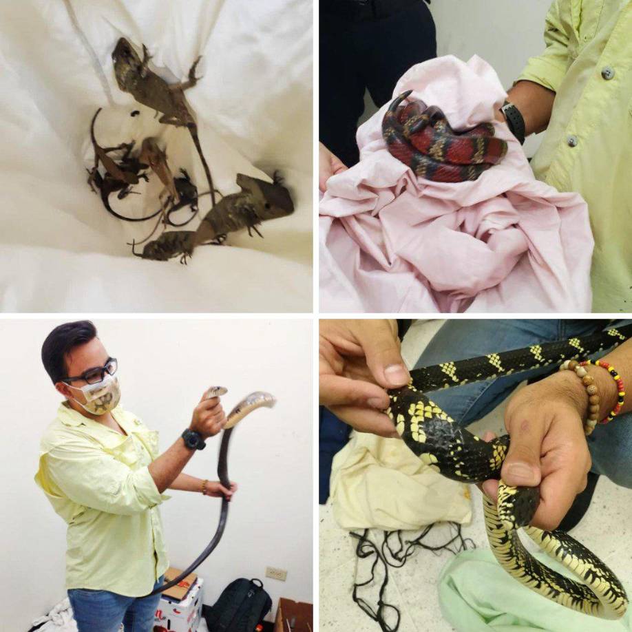 La operación fue realizada por la Dirección Nacional de Servicios Policiales Fronterizos (DNSPF).