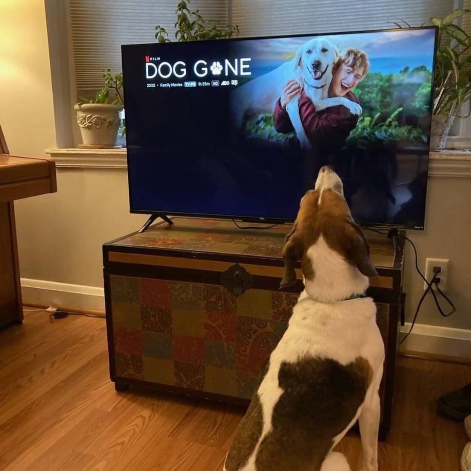 <b>Fielding Marshall ahora tiene una nueva mascota que se llama “</b>Marley”, que tampoco se ha perdido la película Dog Gone (Perro perdido en español”. 