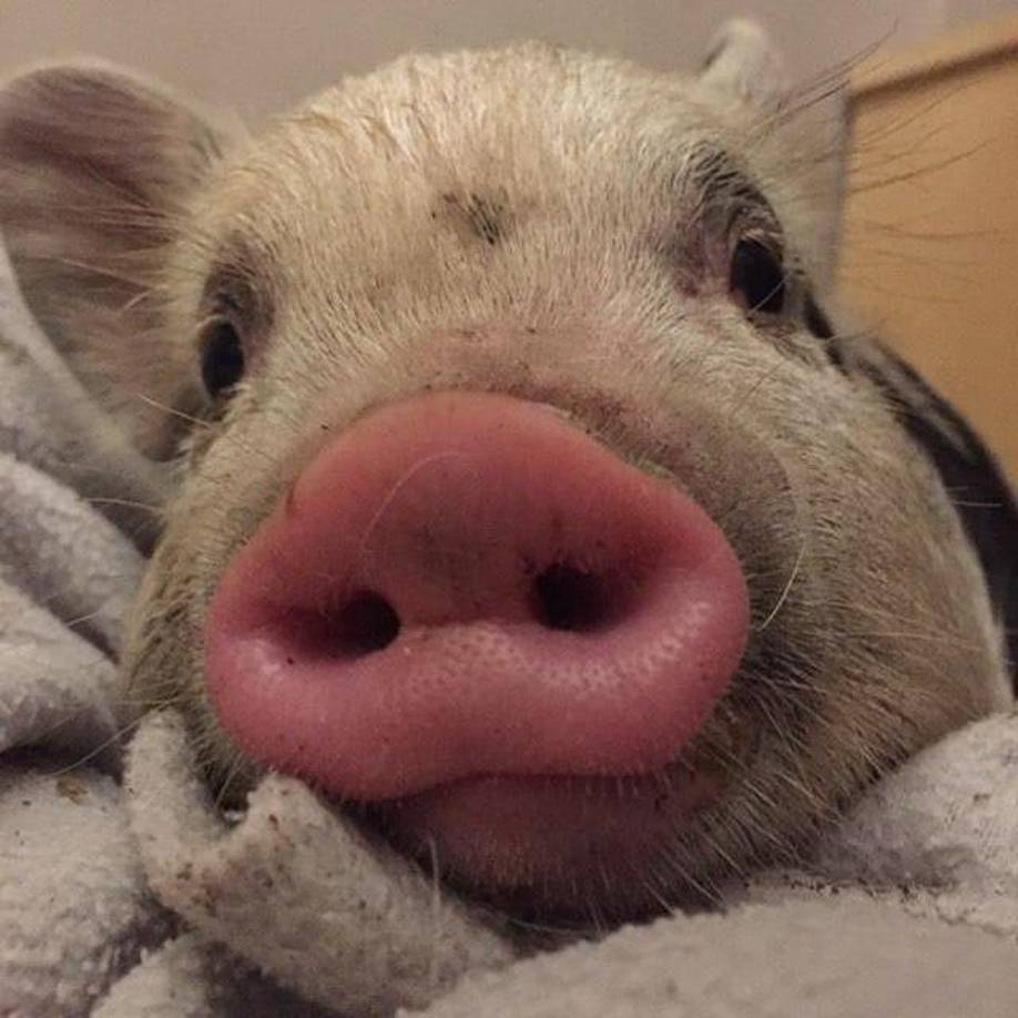 Fernando Pieroni, presidente de la fundación Planeta vivo, denunció en sus redes sociales lo sucedido. En entrevista con ‘La Nación’, reveló que la persona en cuestión, a quien la familia de Roma conocía a través de un amigo en común, les mandó fotos de su casa para dar cuenta de que tenía el espacio para la cerdita, que además criaba otros animales y hasta les presentó a su familia.