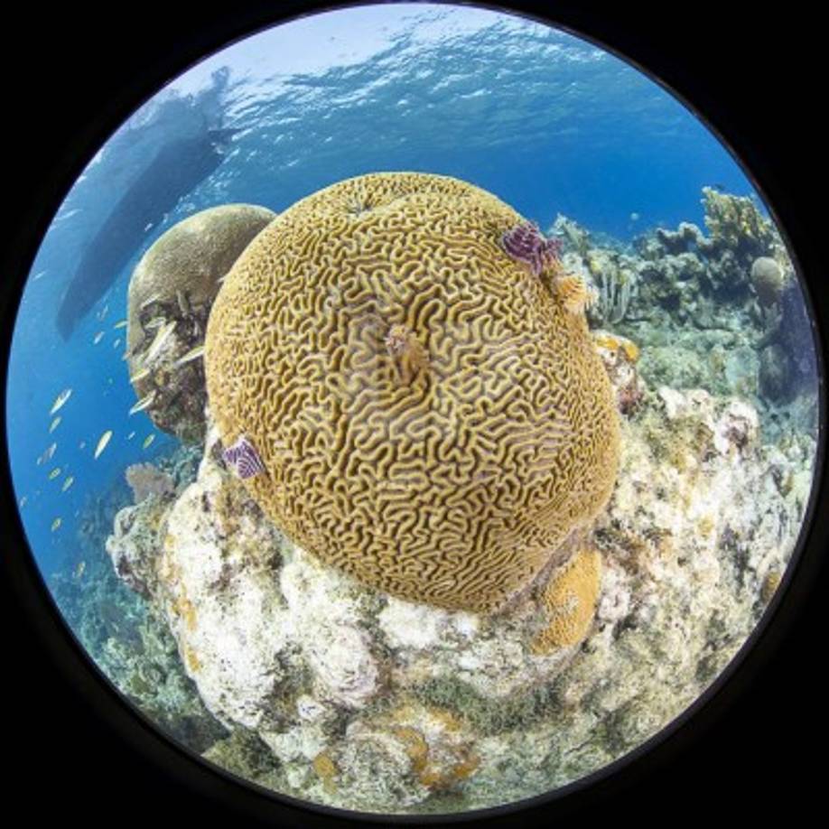 La mortal enfermedad comenzó en 2014 en Florida, Estados Unidos, después de un evento de blanqueamiento y durante los últimos seis años se ha extendido rápidamente a la mayoría del arrecife de la Florida y los países vecinos.<br/>