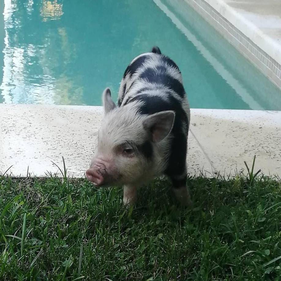 Roma creció en demasía y la casa de los dueños se quedó pequeña para ella, por lo que tuvieron que dejarla en adopción. 