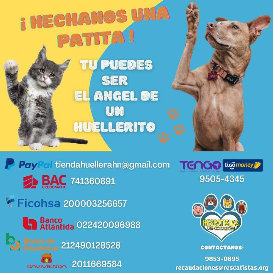 RESCATISTAS DE CORAZÓN HN: “Santuario de animales rescatados en Honduras. Somos el hogar de 86 huelleritos hace más de 5 años, este es un sueño que nació hace mucho y que hoy es realidad gracias a la suma de voluntades”, manifiestan.