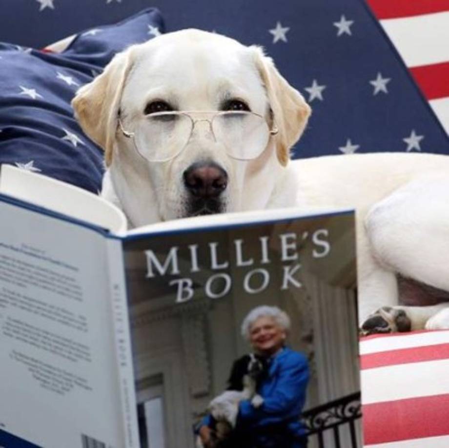 Sully era una mascota muy querida por la familia del expresidente George Bush. 'Por mucho que nuestra familia vaya a extrañar a este perro, nos consuela saber que traerá la misma alegría a su nuevo hogar Walter Reed', escribió el hijo del expresidente, George W. Bush.