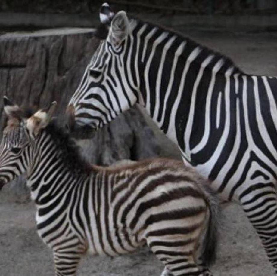 Hasta el momentono se ha podido ubicar el paradero de los otros cuatro ejemplares, por lo que se desconoce si la persona que los recibió tiene las condiciones y el espacio necesario para que los animales vivan.