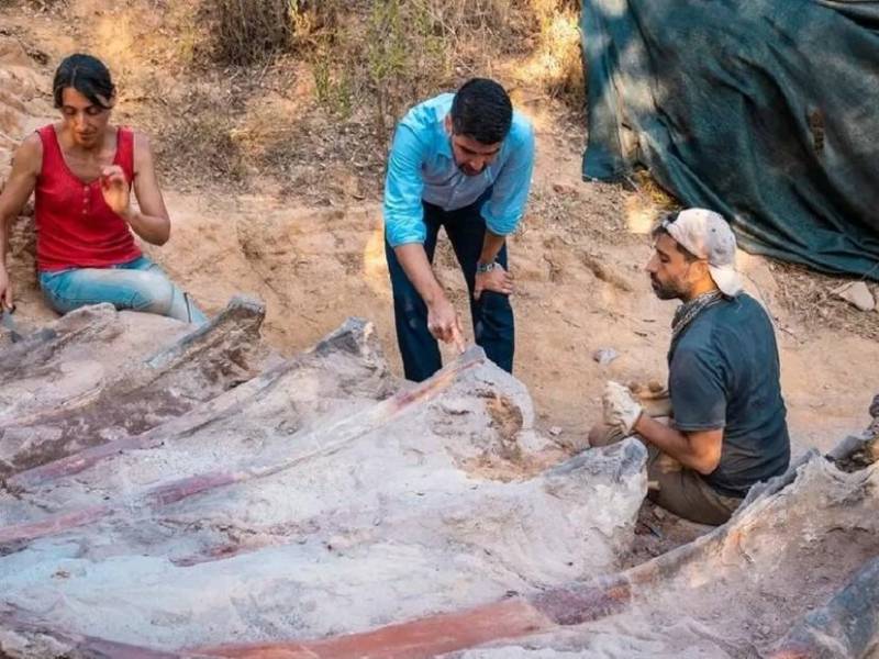 El ejemplar sería de la familia de los braquiosáuridos, compuesto por especies de gran tamaño que vivieron del Jurásico Superior al Cretácico Inferior.