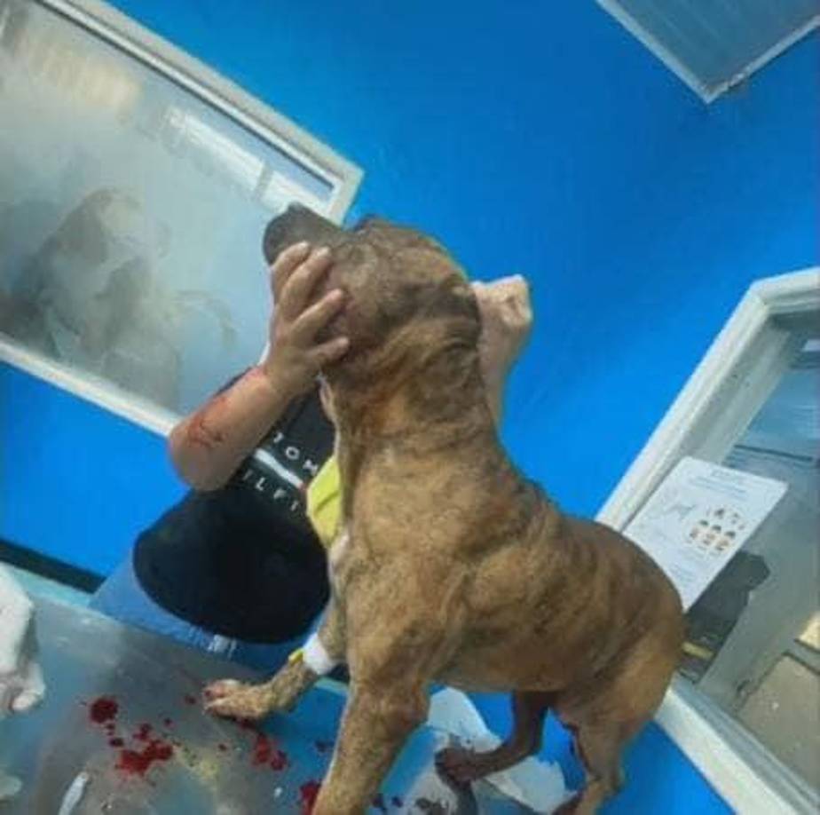 El perrito fue llevado a una clínica veterinaria.
