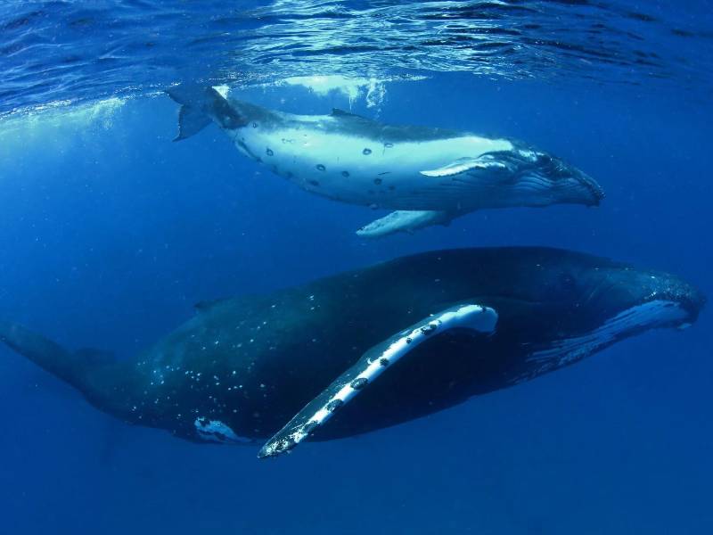 ¿Por qué los humanos no podemos beber agua de mar a diferencia de algunos animales?