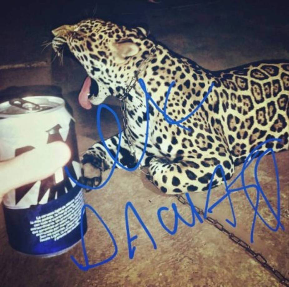 Siguiendo el patrón del mundo narco, Dámaso también tenía su pequeño zoológico en uno de sus ranchos en Badiraguato.