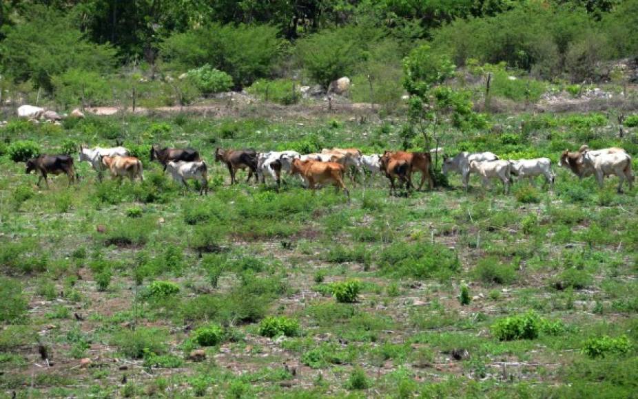 El ganado está flaco debido que los propietarios no tienen para alimentarlos bien.