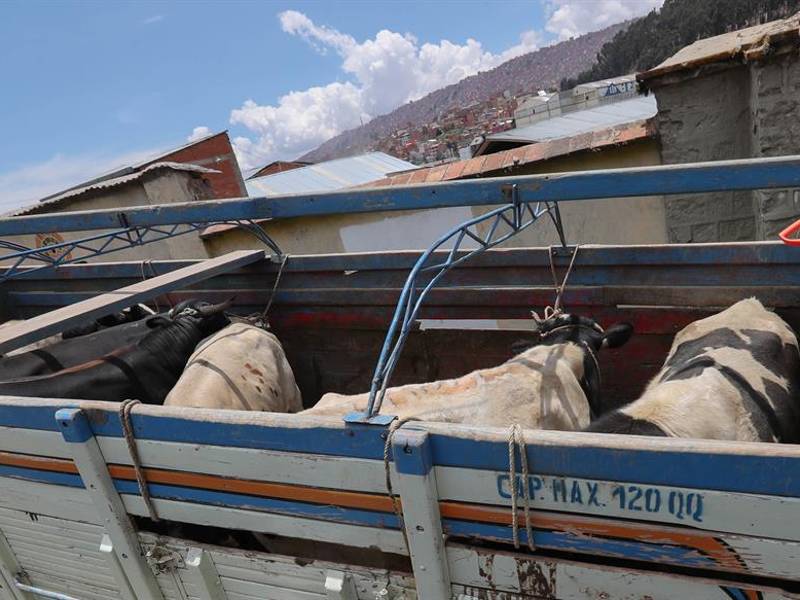 Fotografía de archivo de toros y vacas, el 26 de noviembre de 2018, en La Paz (Bolivia).
