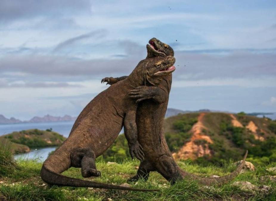 El fotógrafo ruso Andrey Gudkov fue testigo de una espectacular pelea de dos machos de dragón de Komodo en una isla de indonesia.