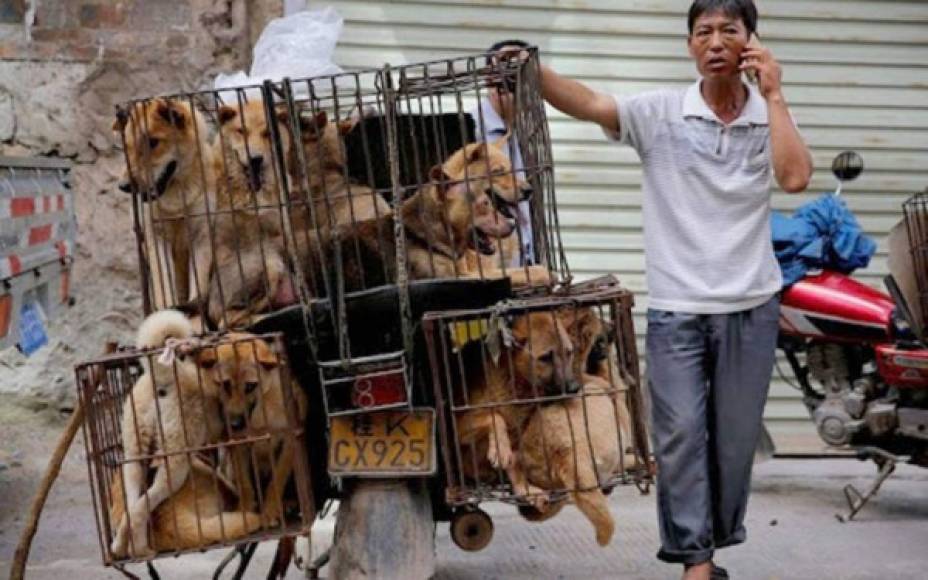 Perros - Cuya carne es consumida por una minoría de chinos, han sido excluidos por primera vez de una lista oficial de animales comestibles que debe ser objeto de una reglamentación.