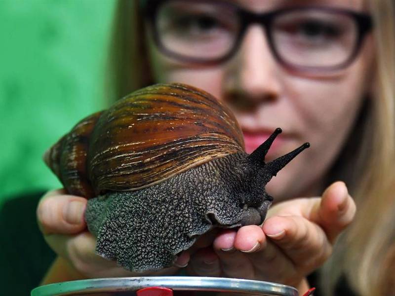 Fotografía de archivo que muestra a una mujer con un caracol de tierra gigante africano.