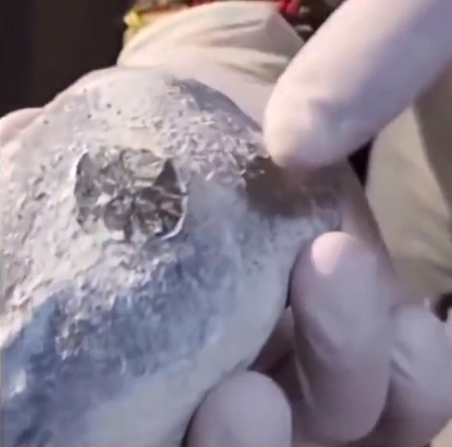 El antropólogo forense Flavio Estrada Moreno, miembro del Instituto de Medicina Legal y Ciencias Forenses del Ministerio Público peruano, quien investigó las muestras, explicó a EFE Verifica que se trata de “muñecos armados” construidos “para dar esa apariencia tridáctila, alienígena, con grandes cabezas y manos de tres dedos”.