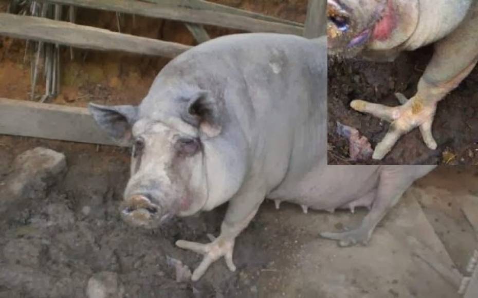 Otro animal causó asombro, y es un cerdo con patas de gallina. <br/>
