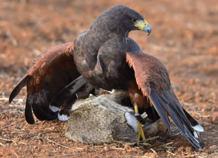 Los gavilanes son conocidos por su capacidad de caza. En ciudades del mundo, autoridades los han adaptado como medida para erradicar la sobrepoblación de palomas y otras aves.