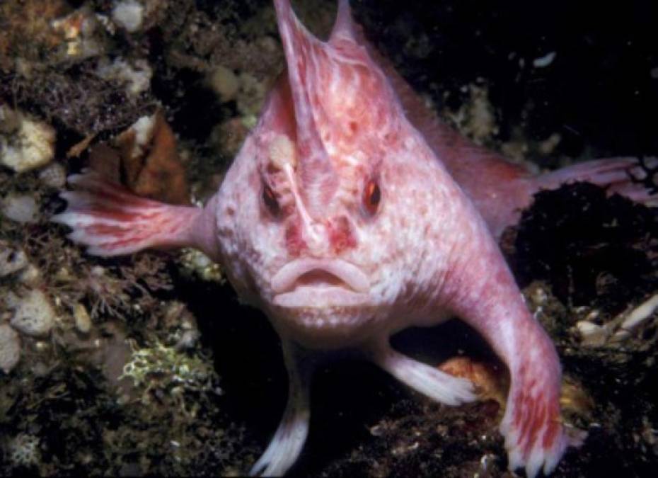 El pez rosado con manos<br/><br/>Brachiopsilus dianthus, más conocido como pez rosado con manos. Mide alrededor de 14 centímetros de longitud. Sus aletas en forma de manos le permiten caminar bajo el fondo del mar.Es característico del sur de la isla australiana de Tasmania, vive en el fondo del mar y se alimenta de gusanos y pequeños crustáceos. Esta criatura se encuentra en peligro de extinción. Se han hallado pocos ejemplares.