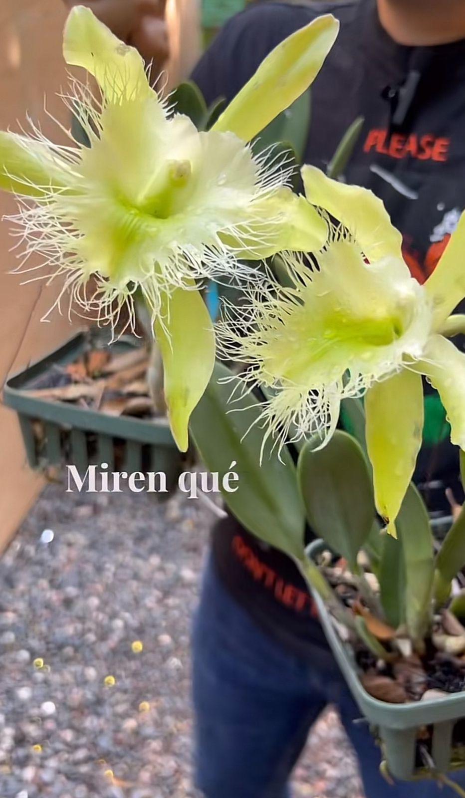 Dos orquídeas florecieron este mes de septiembre y hondureño invita a conocerlas