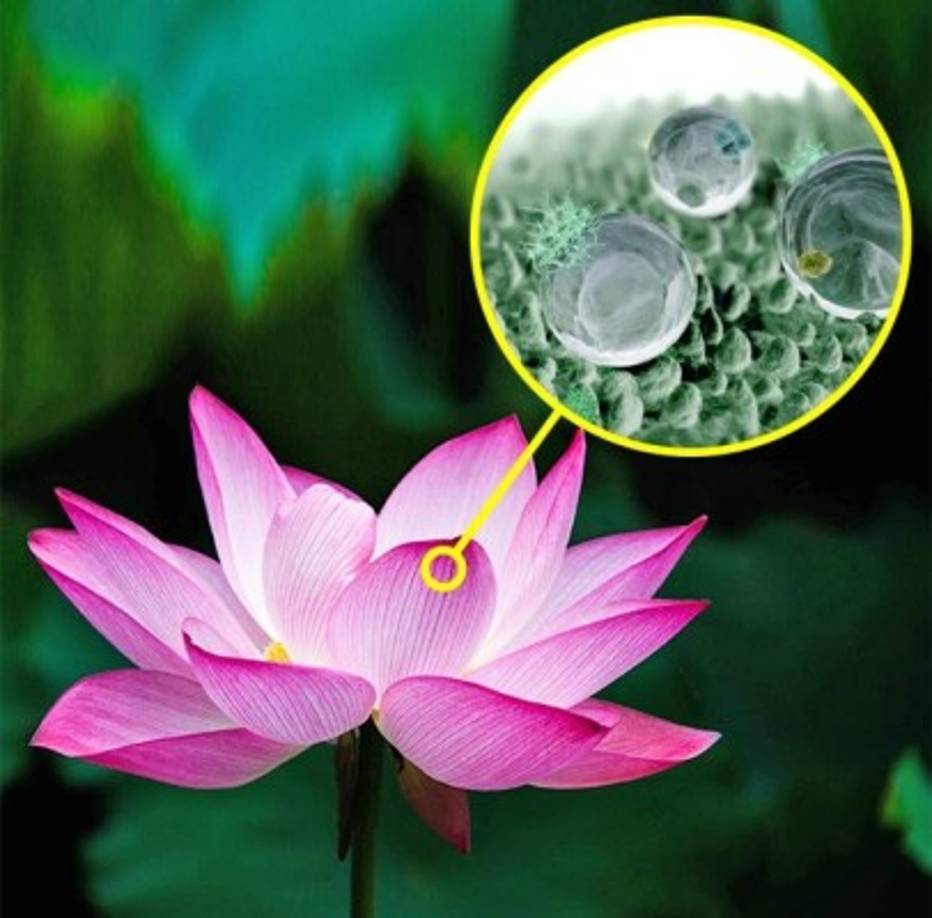 La flor de loto se limpia sola► Si sumerges una flor de loto en agua sucia, no se le pegará la suciedad. Sus pétalos están cubiertos con nanovellos por los cuales escurren las gotas removiendo toda la suciedad.<br/>Los científicos desarrollaron la pintura que se limpia sola con el efecto loto. Ahora esta pintura se usa para pintar los edificios y cuartos de hospitales para que no acumulen polvo, bacterias y hongos