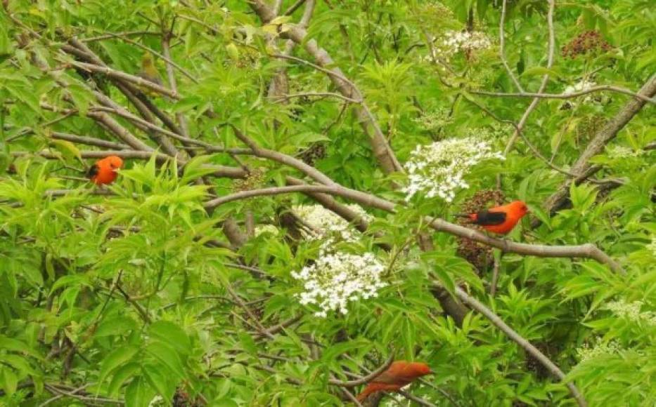 La fauna urbana también ha aprovechado la cuarentena para dejarse ver en el humedal de Córdoba, de Bogotá (Colombia).