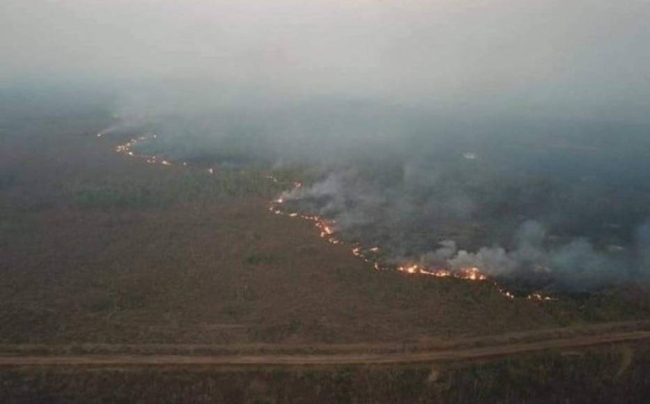 Es la selva tropical más grande del planeta, y se le considera vital en los esfuerzos actuales para frenar el calentamiento global.