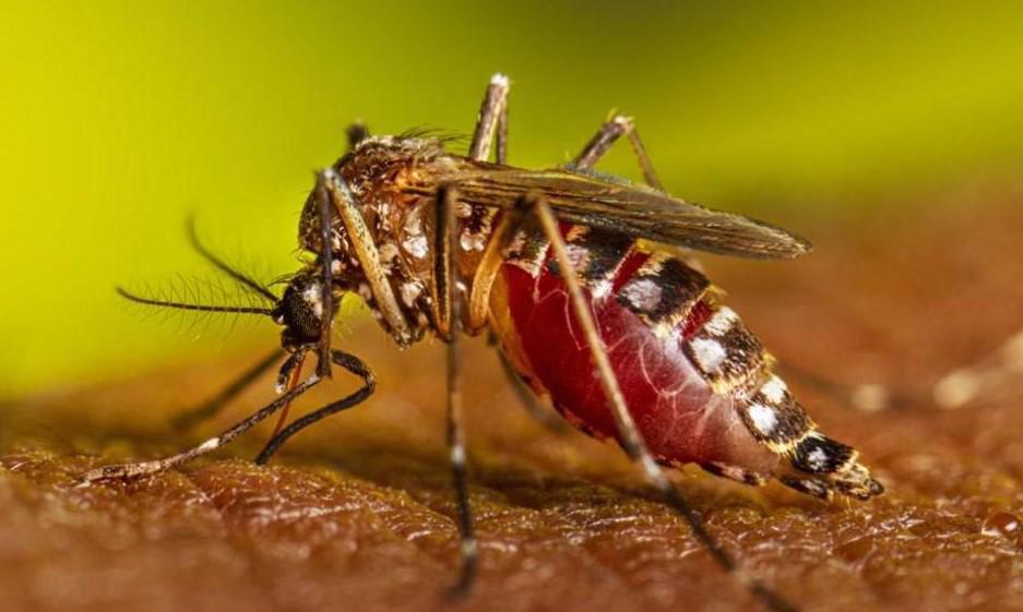 El país enfrenta nuevas amenazas mientras lucha contra el dengue