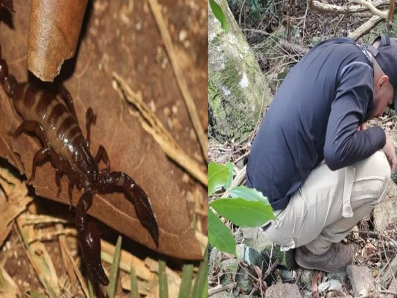 El joven biólogo lleva más de cinco años investigando los arácnidos en Honduras.