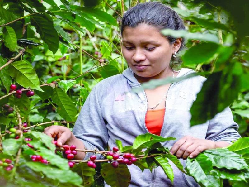 El Paraíso, Comayagua y Santa Bárbara figuran entre los departamentos con mayor participación de mujeres en el sector cafetalero, según registros del Instituto Hondureño del Café.