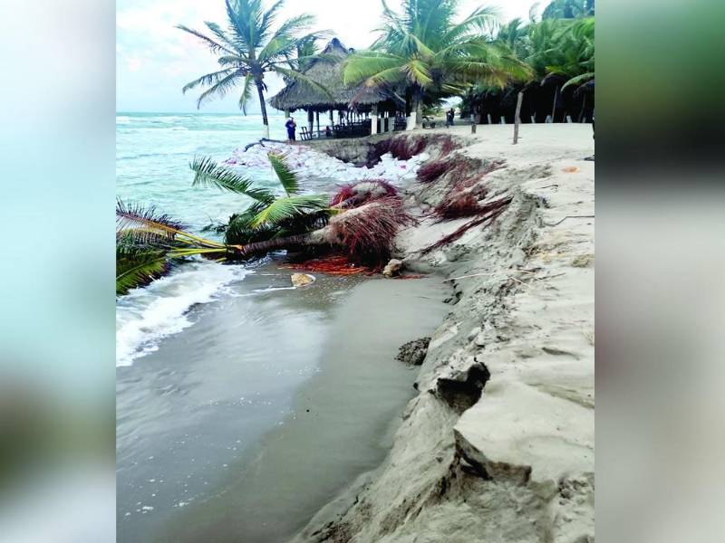 El jueves que LA PRENSA estuvo en Miami las palmeras de la foto estaban en pie. En un lapso de tres días, el mar las arrancó de raíz y continuó avanzando hacia la comunidad.