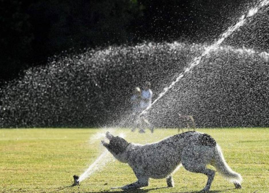 La mayor parte de las ciudades de la isla-continente han registrado igualmente temperaturas superiores a los 50 grados.