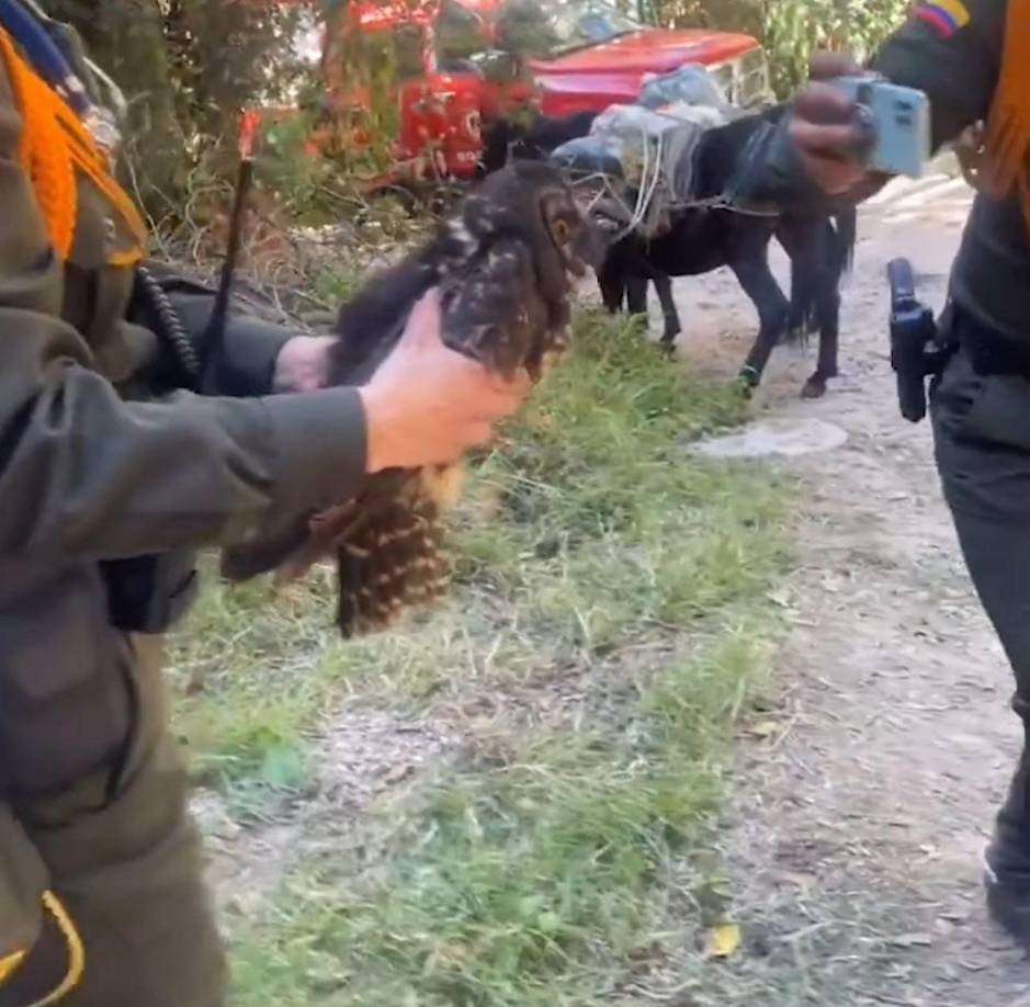 Los agentes de la Policía y Bomberos han logrado rescatar una serie de animales que intentan huir de las llamas de los incendios.