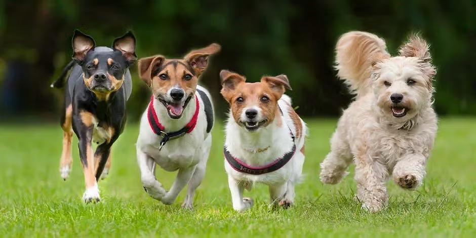 Los perros están entrando en una nueva fase de evolución, según la ciencia, ¿cuál es?