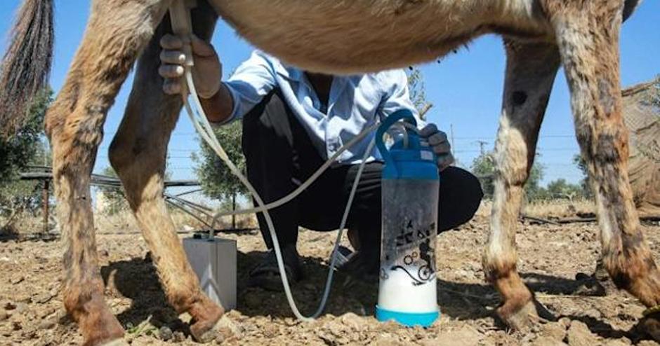 Un jabón fabricado con leche de burra crea furor en Jordania