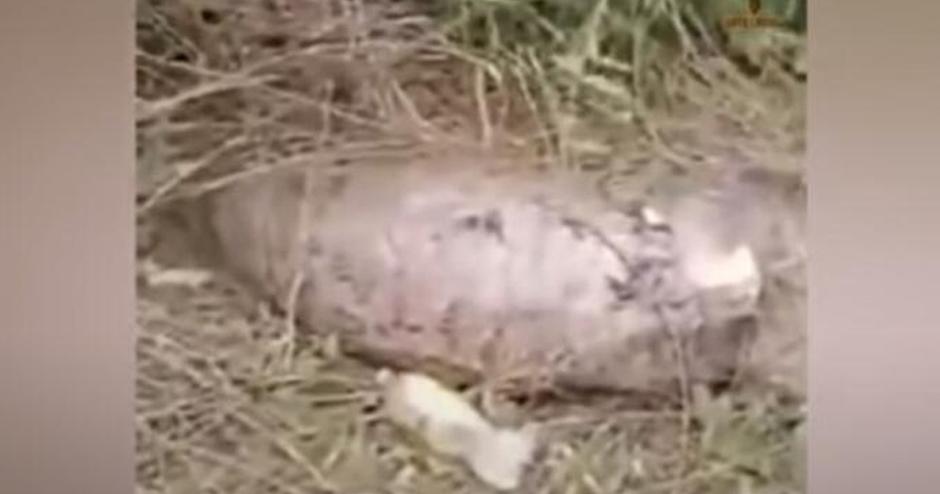 Viral: Serpiente explota luego de comerse una vaca entera y granjero revela video