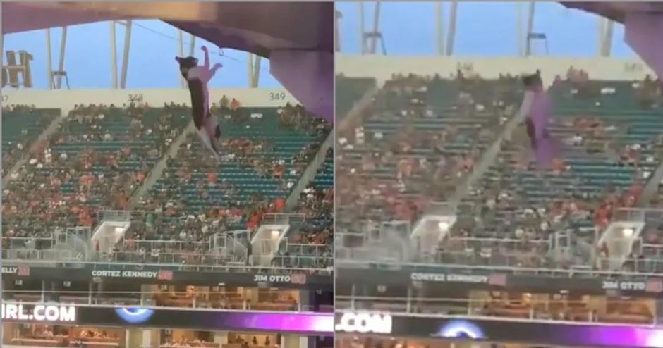 Video viral: Aficionados salvan a gatito que cayó del techo en un estadio
