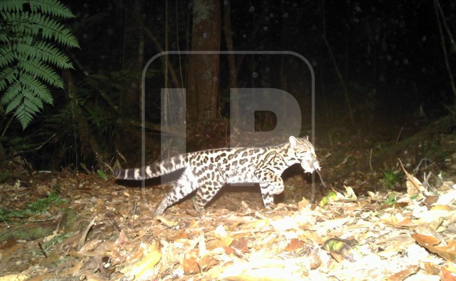 $!Margay (gato tigre).