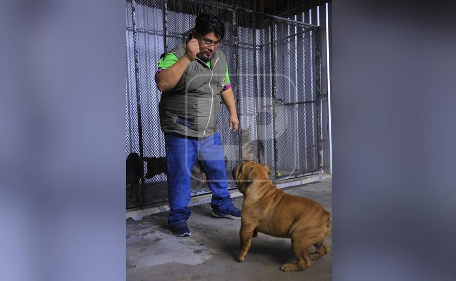 Más de 5,700 hondureños son atacados al año por perros