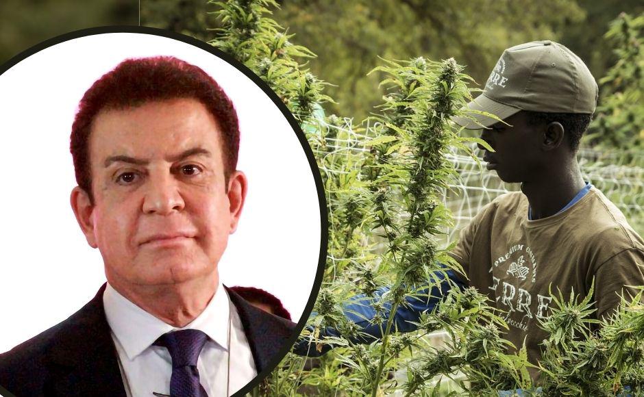 Salvador Nasralla propone legalizar cultivo de cannabis en Honduras