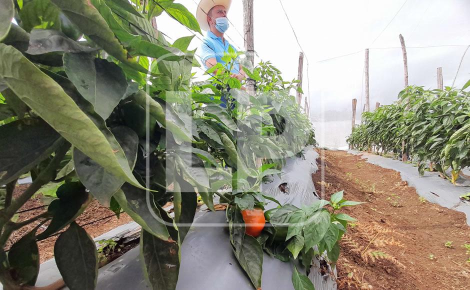 En la comunidad de El Pacayal, Chinacla, La Paz, la siembra de chiles dulces es impulsada por la FAO.