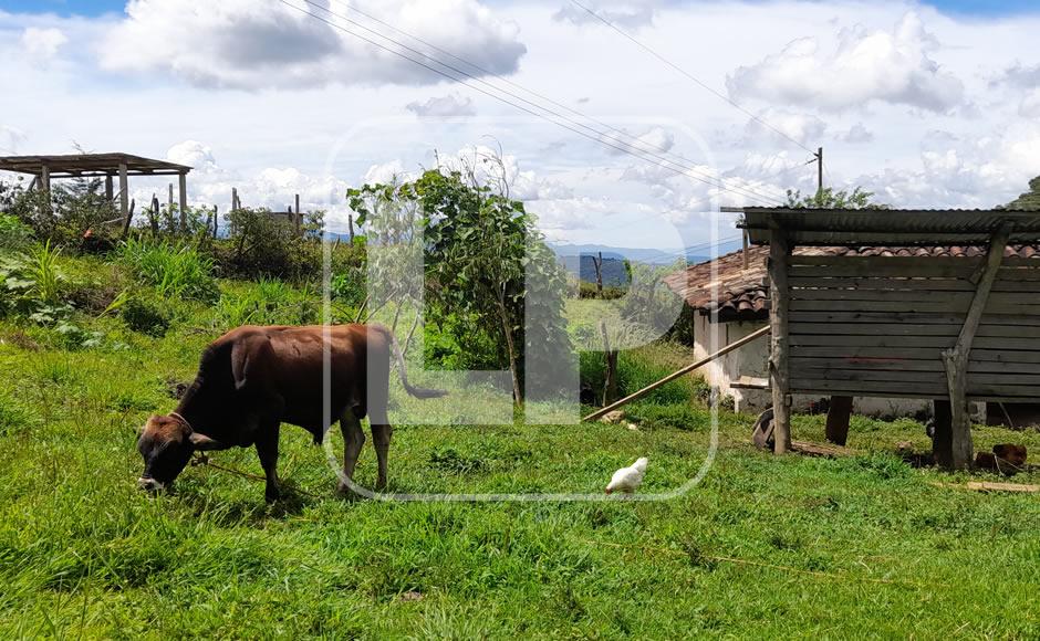 El pequeño toro llamado Mi Viejo ha cambiado poco a poco la dieta de las familias de la aldea Cerro Verde de Marcala, La Paz. Al montar las vacas de la localidad, mejorará la producción de leche. Fotos: Jessica Figueroa.