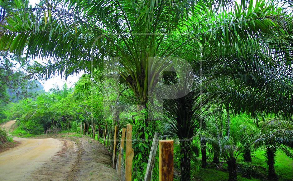 $!En Quimistán y Omoa es donde más se está desarrollando la siembra de palma, “momo”, kingrass, pero la zona núcleo y de amortiguamiento de Panacu no se escapa.
